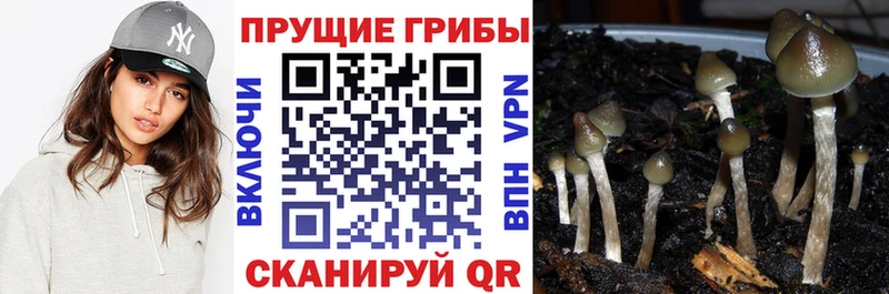 Псилоцибиновые грибы мухоморы  Зеленоградск 
